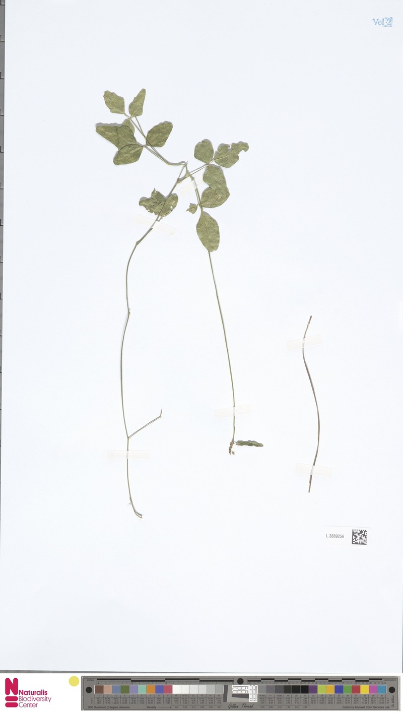 Vigna lanceolata var. lanceolata photo 5