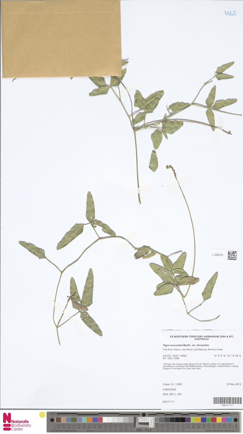 Vigna lanceolata var. lanceolata photo 6