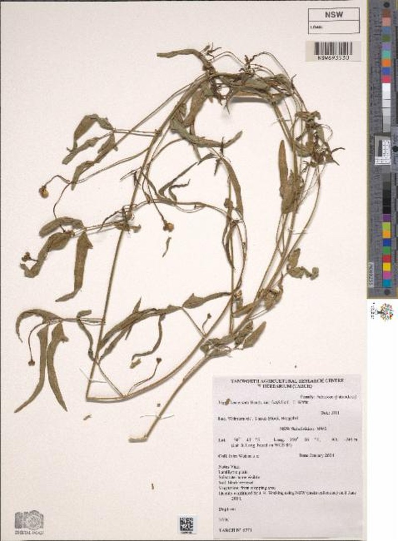 Vigna lanceolata var. latifolia