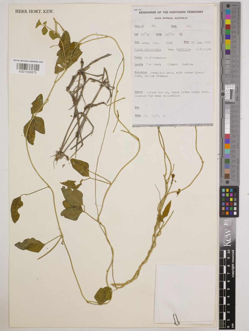 Vigna lanceolata var. latifolia photo 2