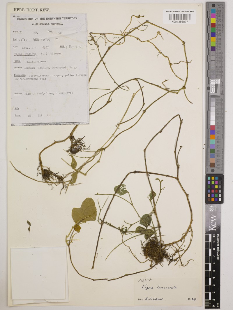 Vigna lanceolata var. latifolia photo 3
