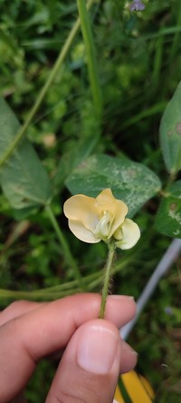 Vigna lasiocarpa