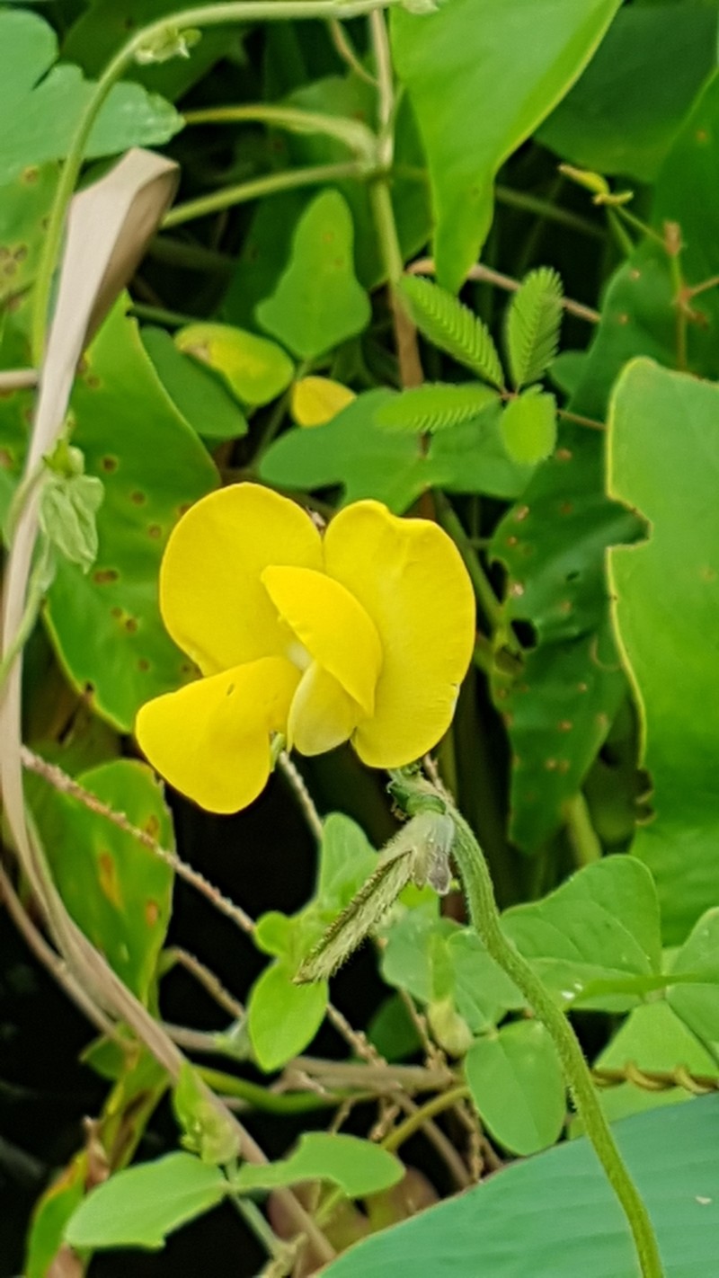 Vigna lasiocarpa photo 2