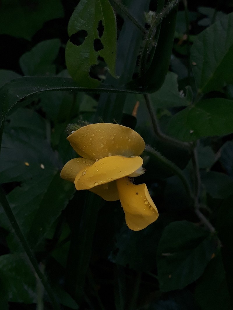 Vigna lasiocarpa photo 3