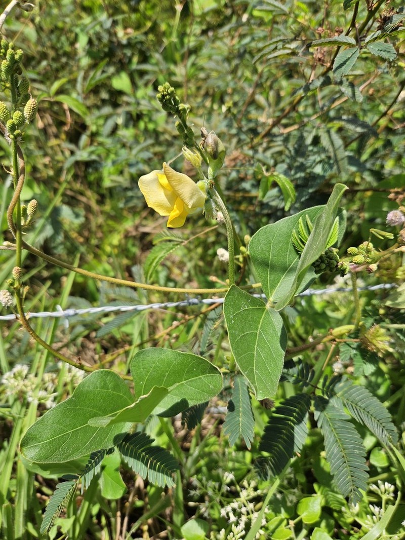 Vigna lasiocarpa photo 4