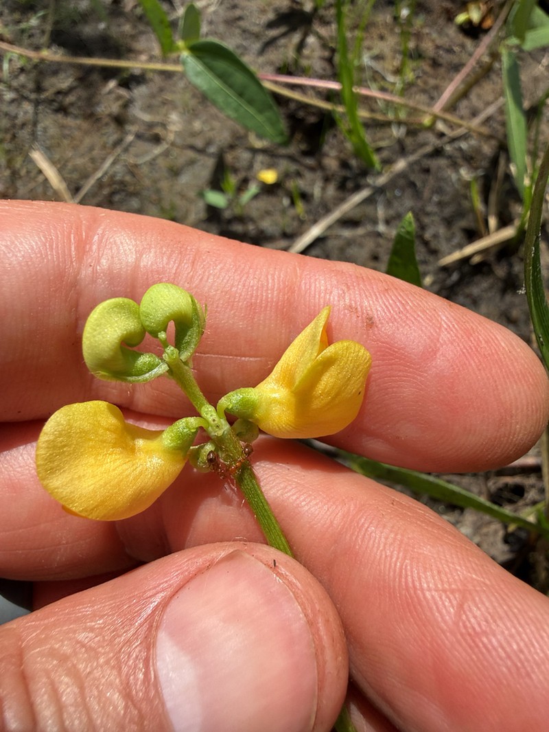 Vigna lasiocarpa photo 5