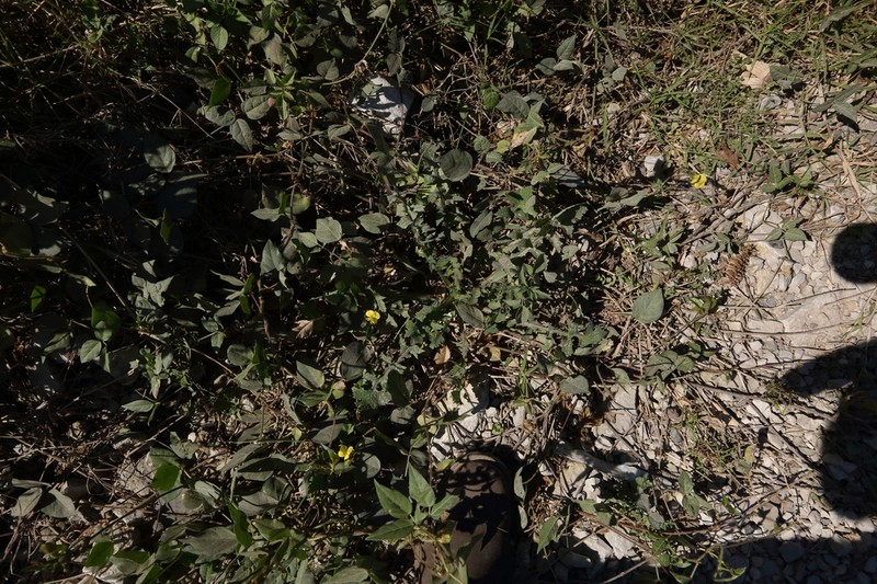 Vigna lasiocarpa photo 6