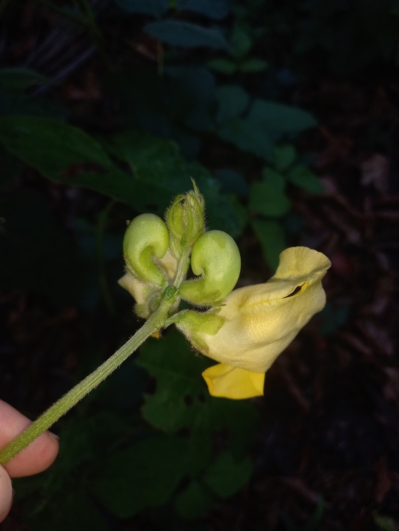 Vigna lasiocarpa photo 7