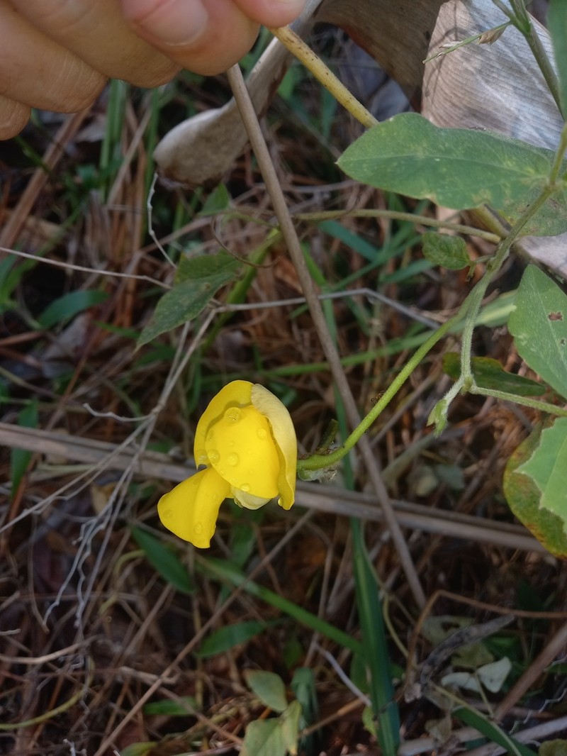 Vigna lasiocarpa photo 8