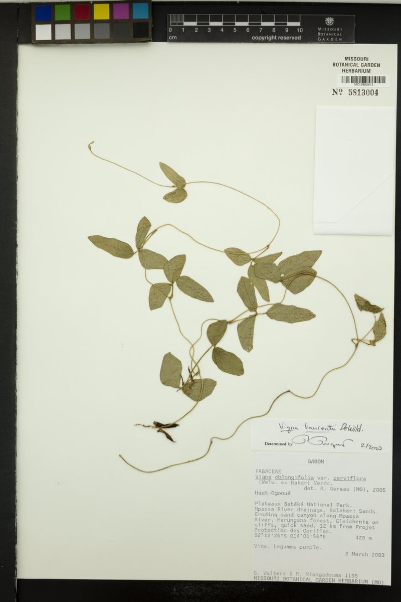 Vigna laurentii
