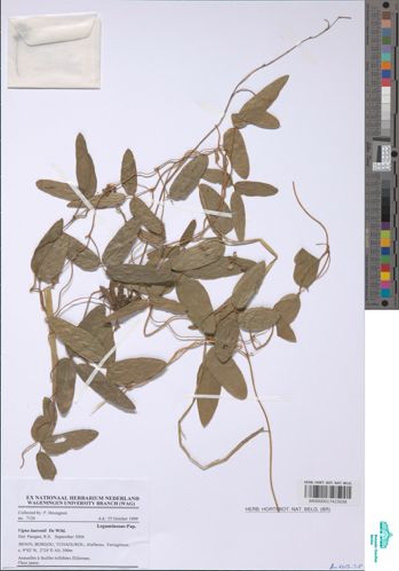 Vigna laurentii photo 2