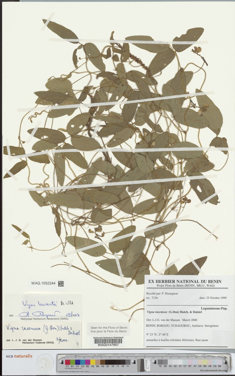 Vigna laurentii photo 3