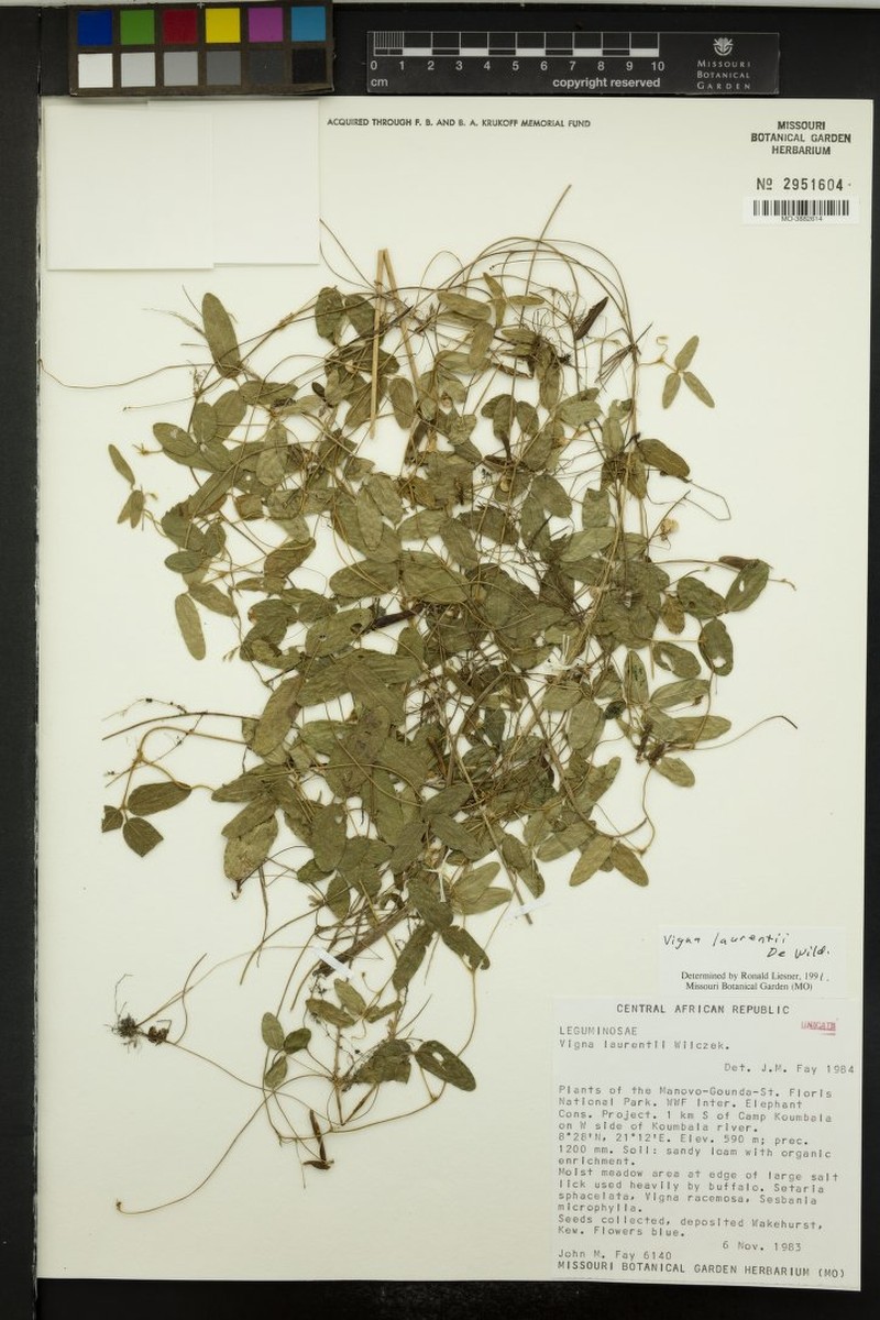 Vigna laurentii photo 4