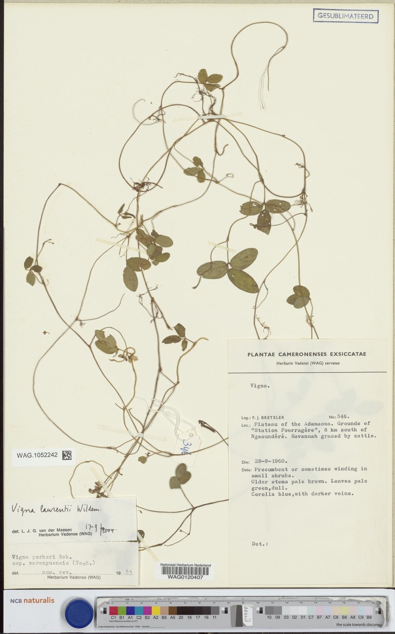 Vigna laurentii photo 8