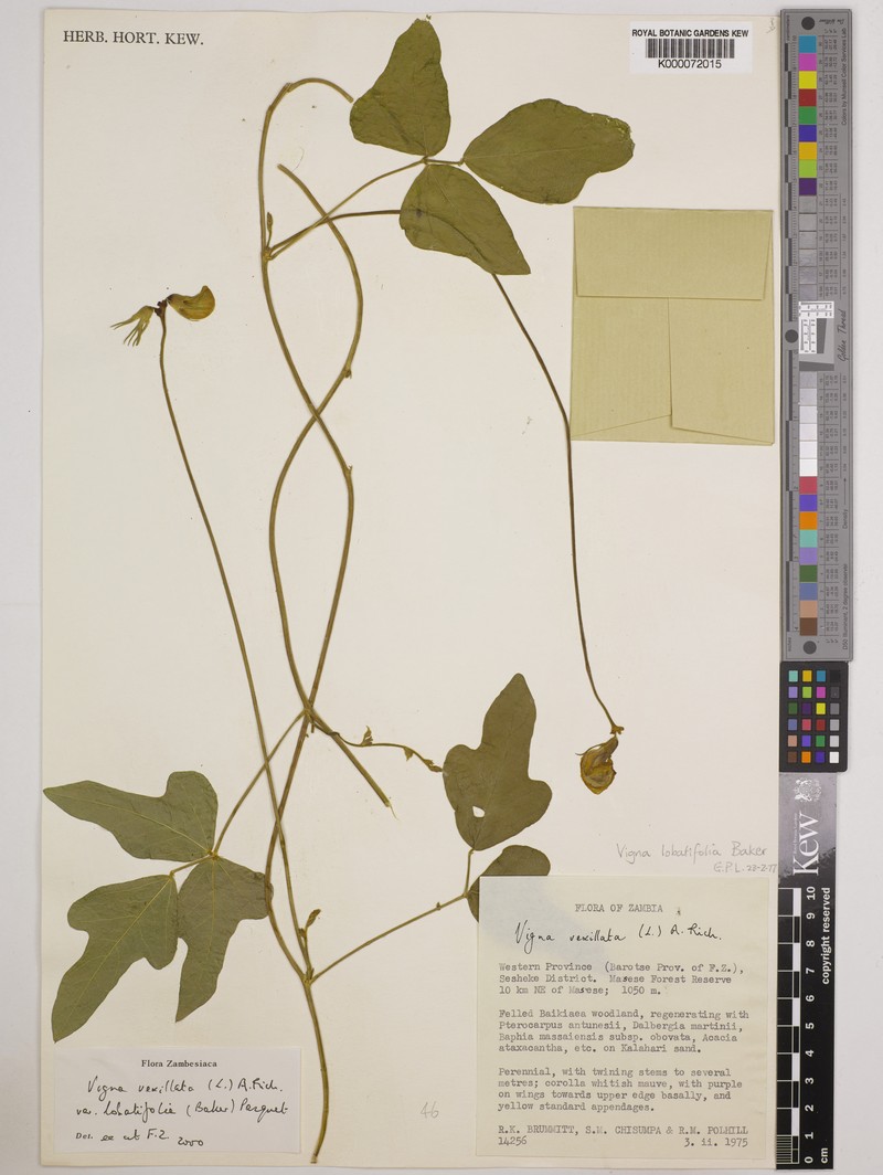 Vigna lobatifolia