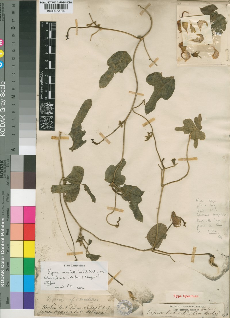 Vigna lobatifolia photo 2