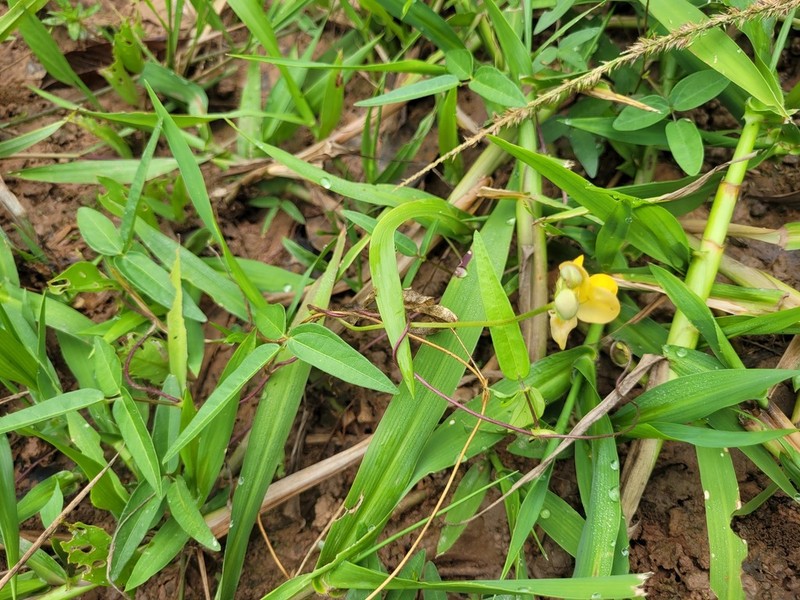 Longleaf Cowpea