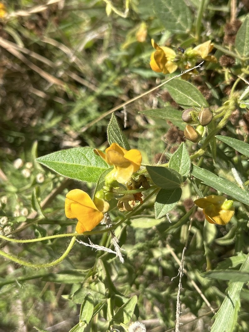 Longleaf Cowpea photo 2