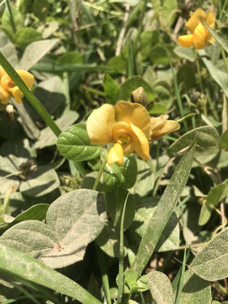 Longleaf Cowpea photo 3