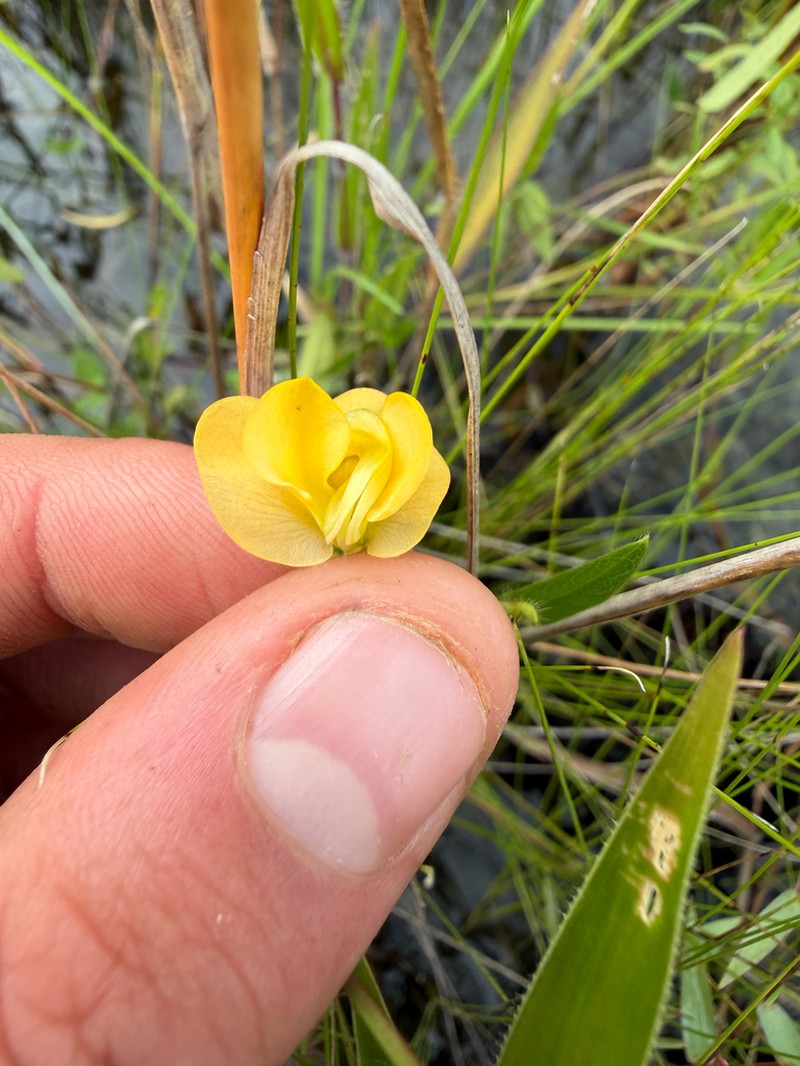 Longleaf Cowpea photo 4