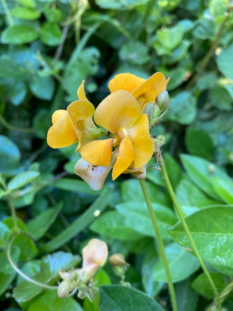 Longleaf Cowpea photo 5