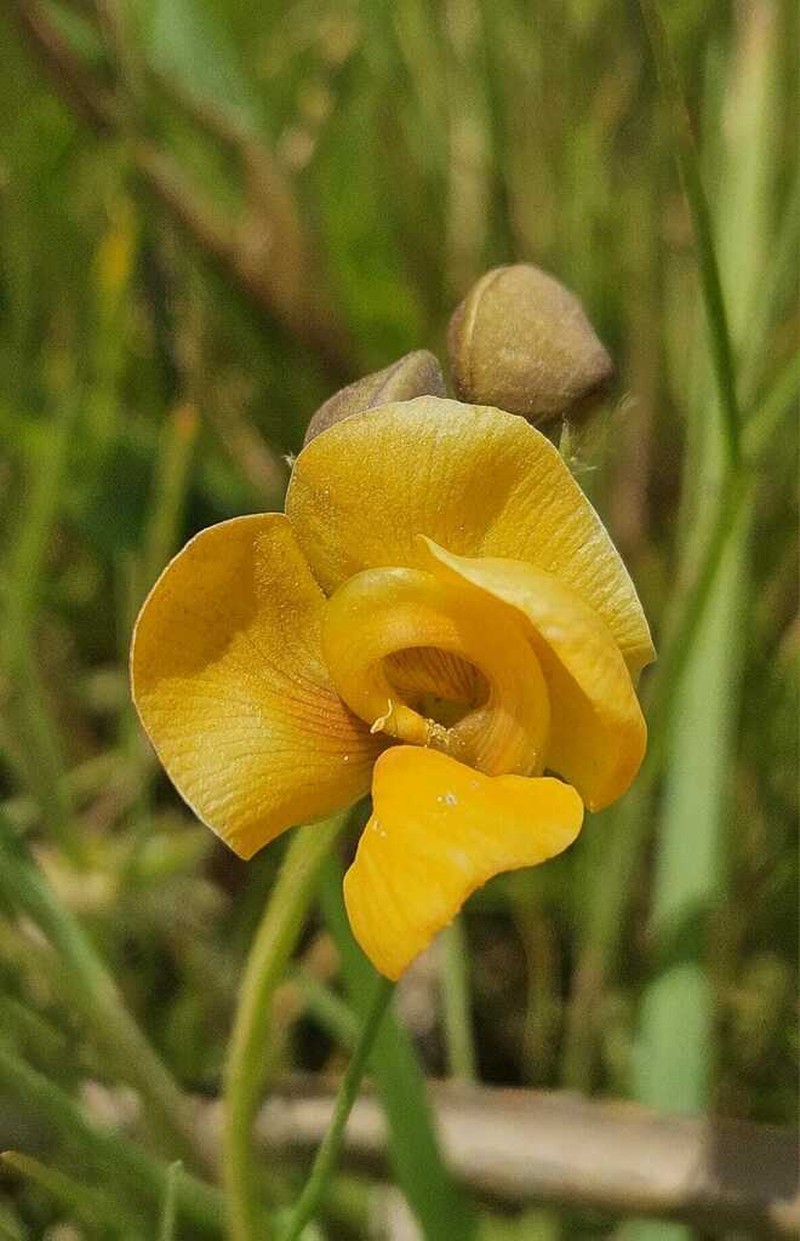 Longleaf Cowpea photo 6