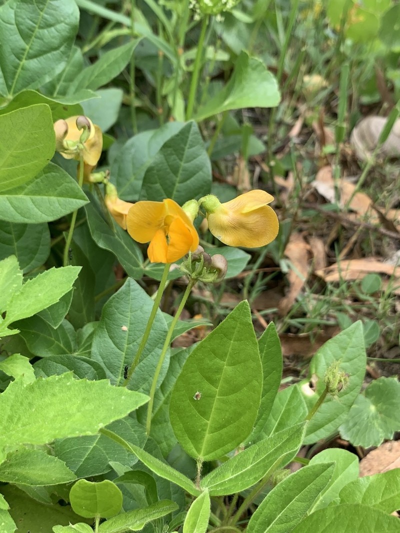 Longleaf Cowpea photo 7