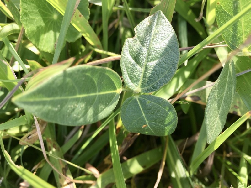Longleaf Cowpea photo 8