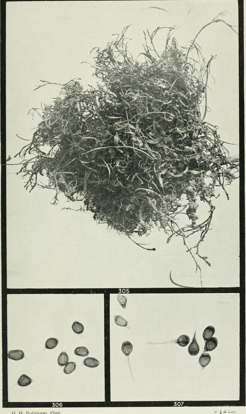 Longleaf Cowpea photo 2