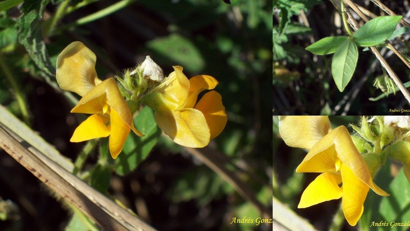 Longleaf Cowpea photo 3