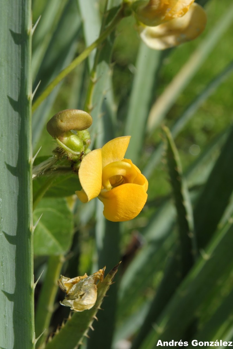 Longleaf Cowpea photo 4