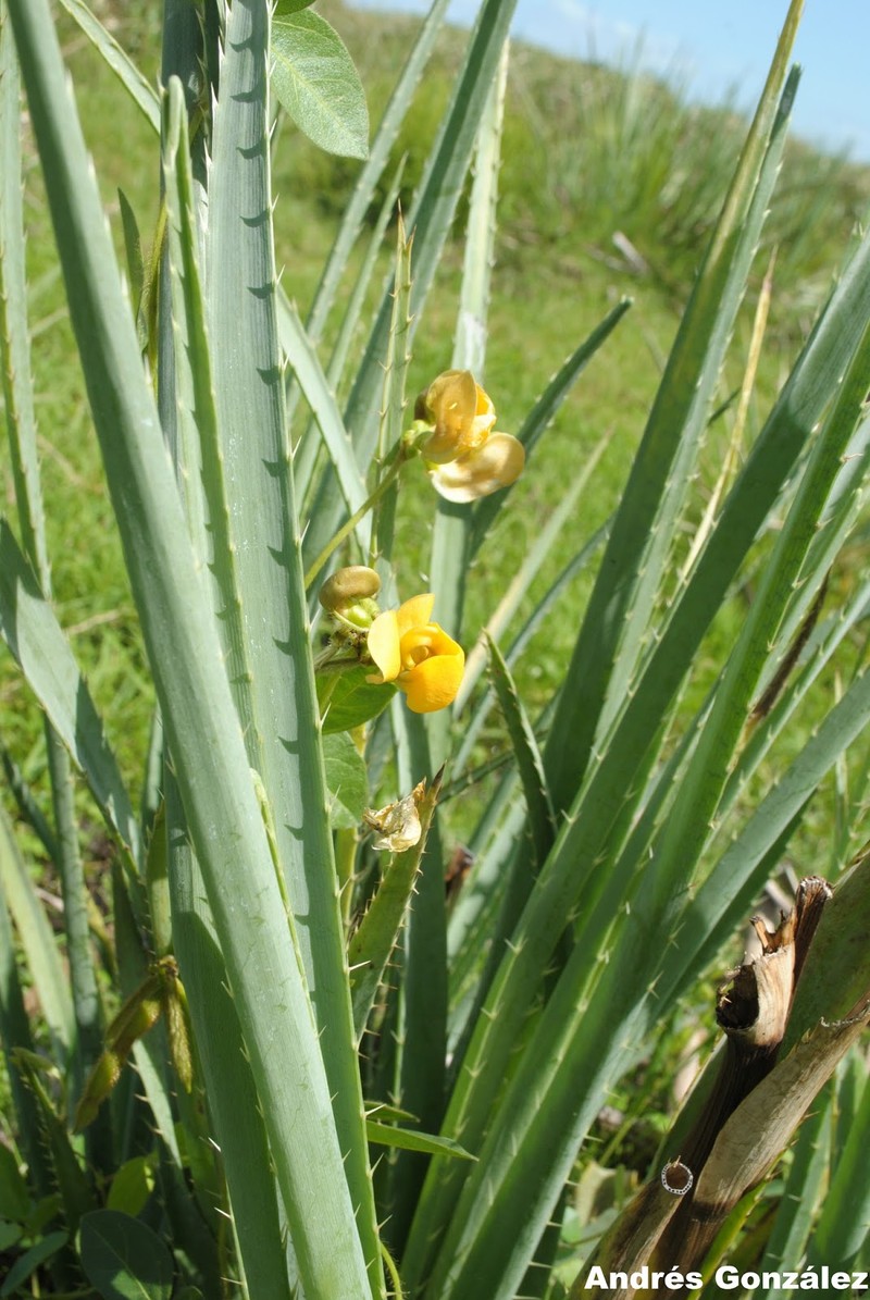 Longleaf Cowpea photo 5