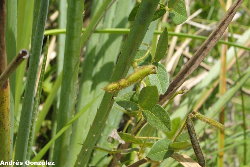 Longleaf Cowpea