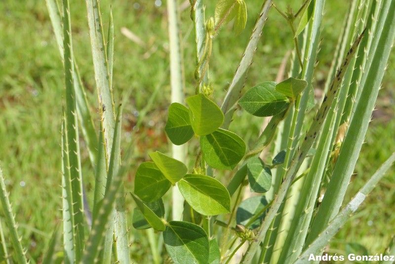 Longleaf Cowpea photo 6