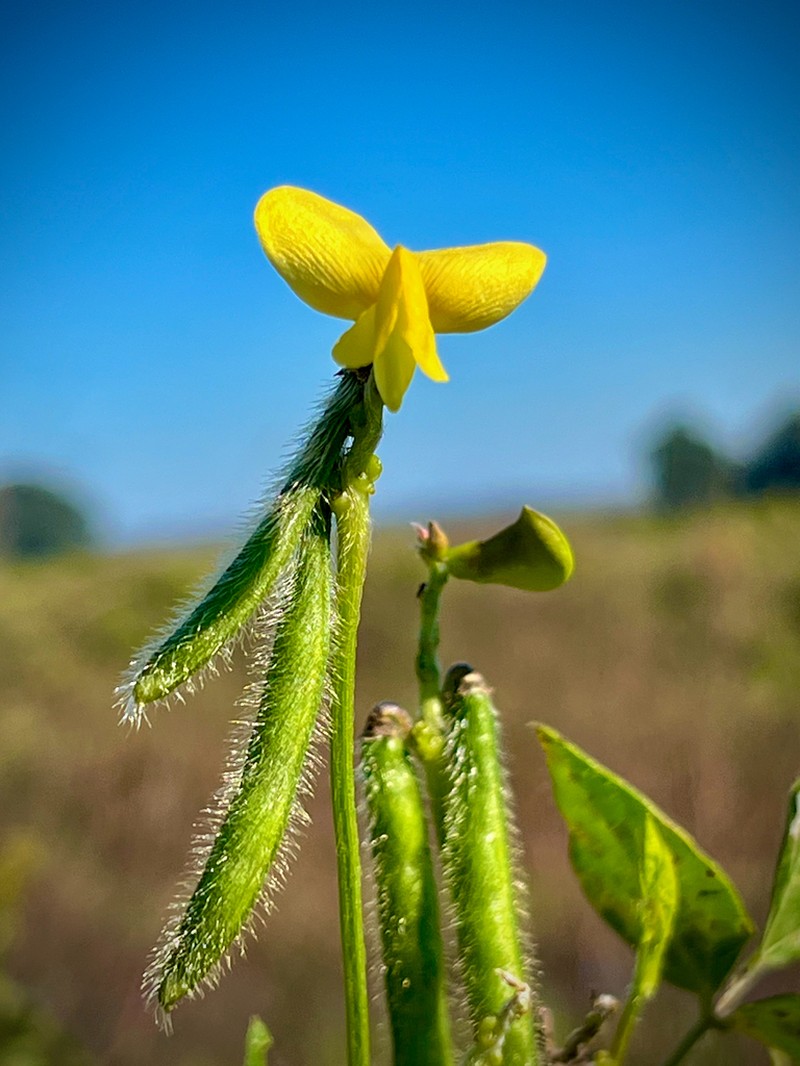 Hairypod Cowpea photo 6