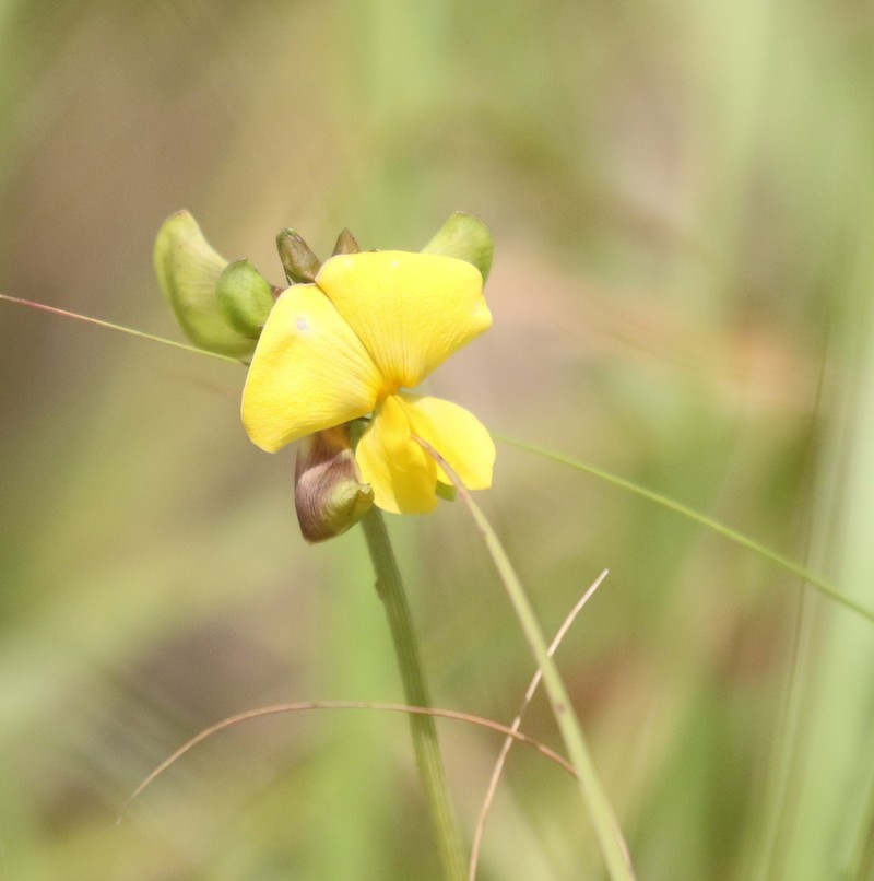 Hairypod Cowpea photo 7