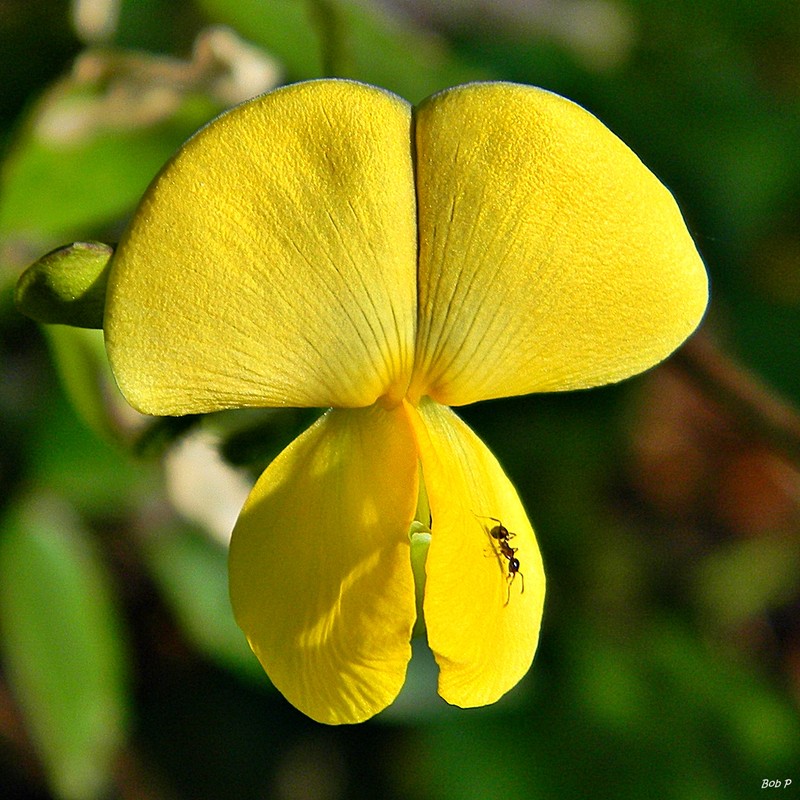 Hairypod Cowpea photo 2