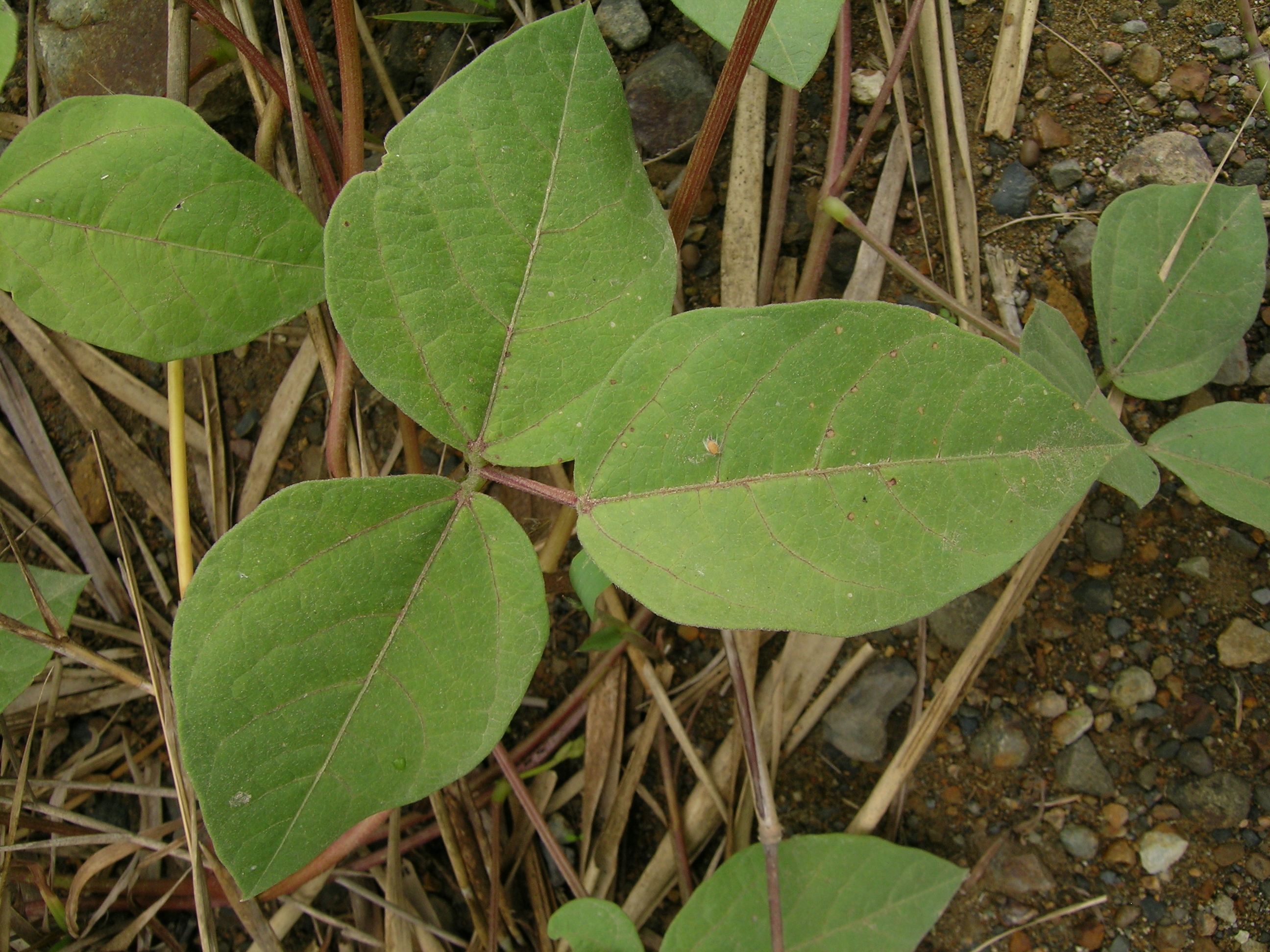 Hairypod Cowpea photo 6