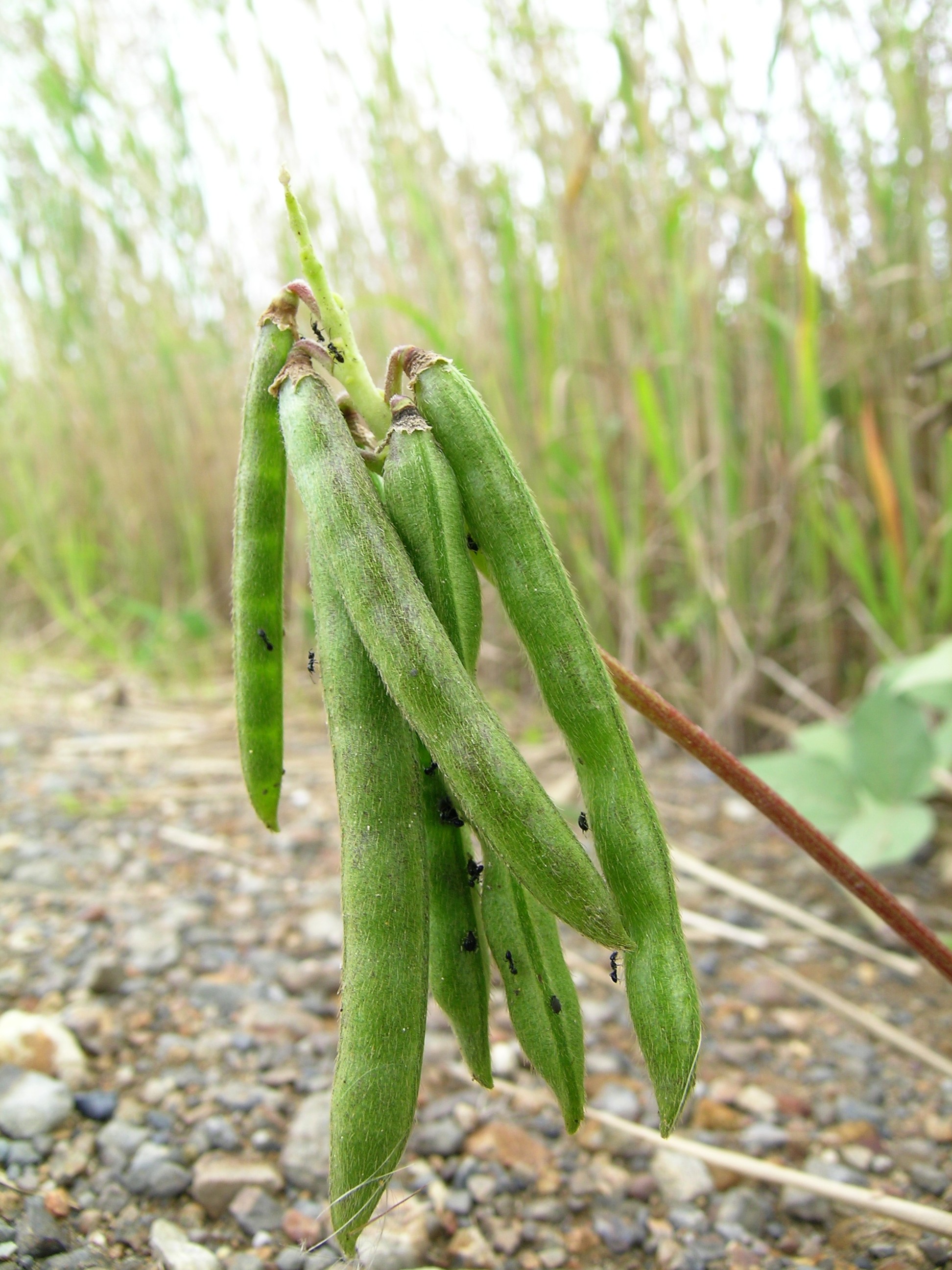 Hairypod Cowpea photo 7