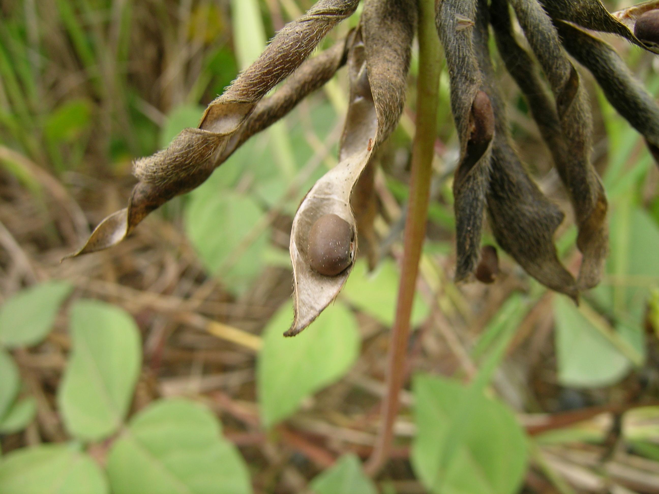 Hairypod Cowpea photo 8