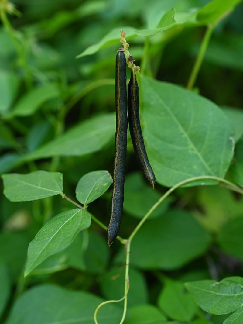 Hairypod Cowpea photo 5