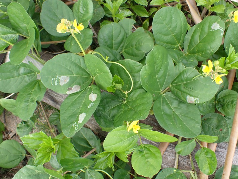 Notched Cowpea photo 4