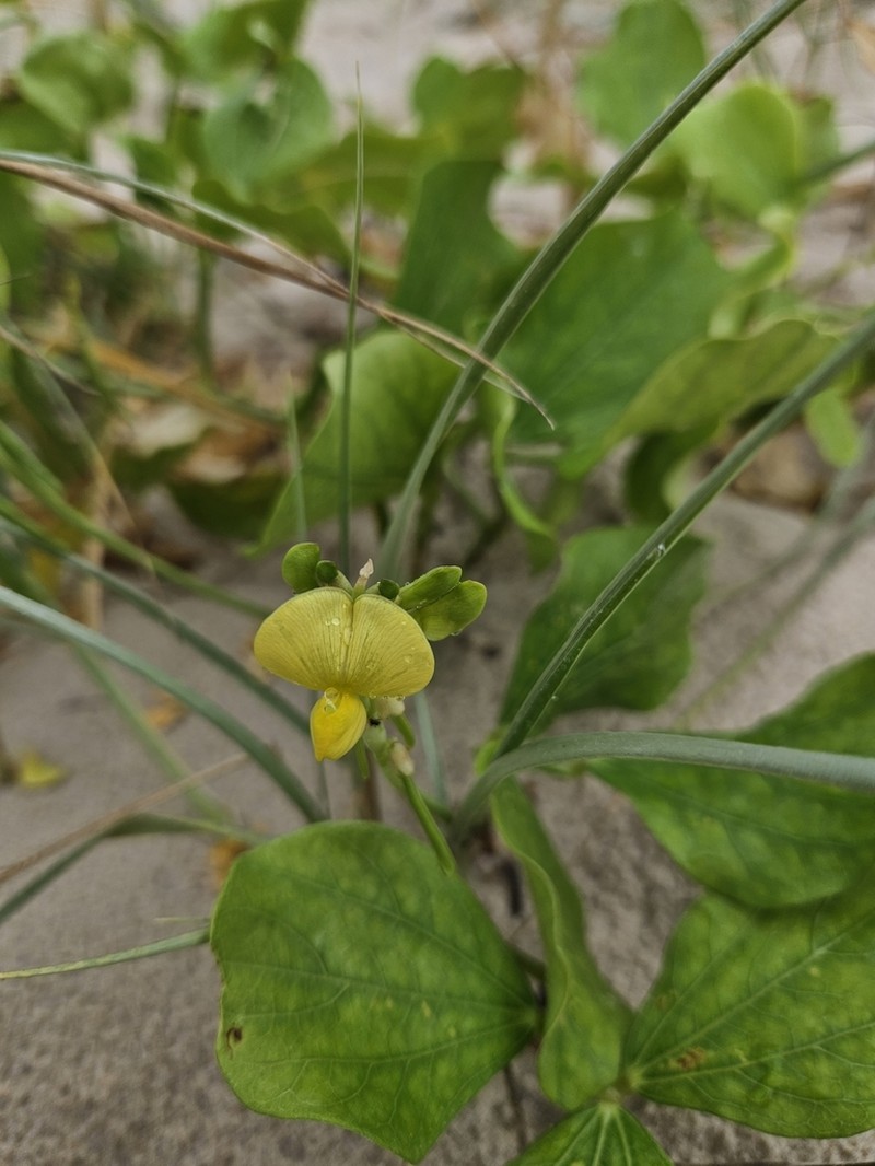 Notched Cowpea photo 5