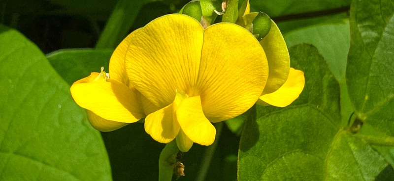 Notched Cowpea photo 6
