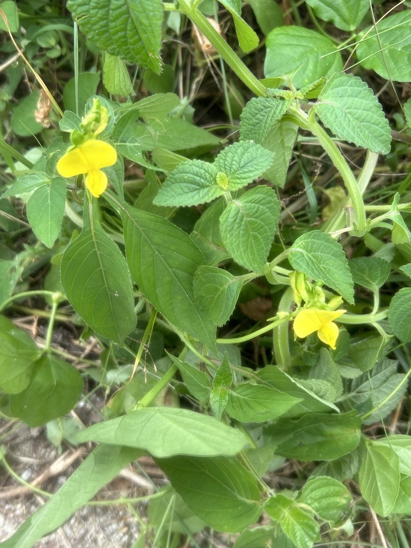 Notched Cowpea photo 7