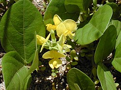 Notched Cowpea