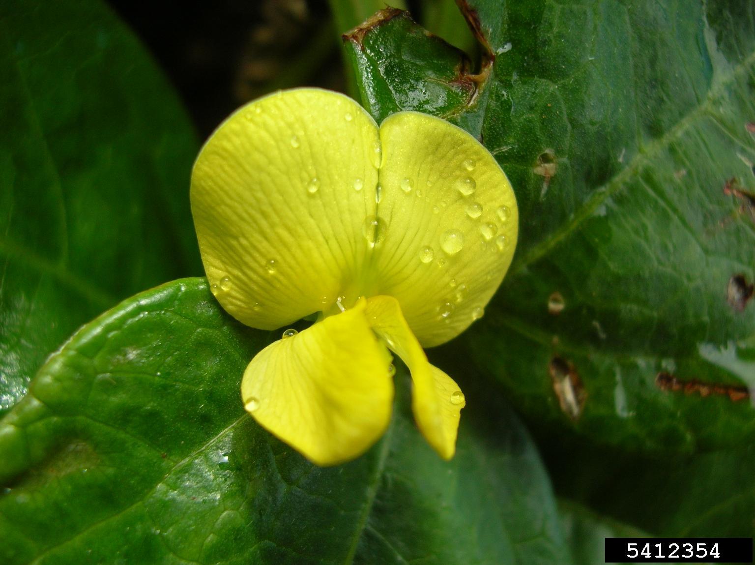 Notched Cowpea photo 2