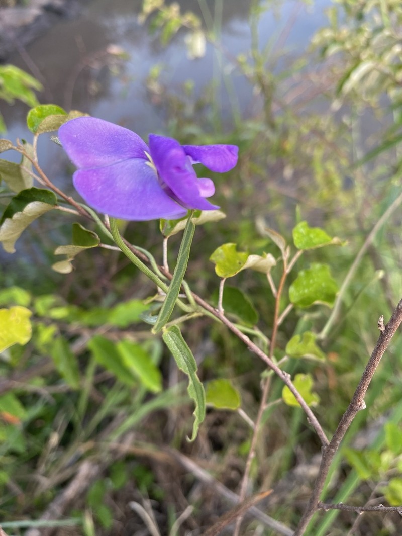 Vigna membranacea