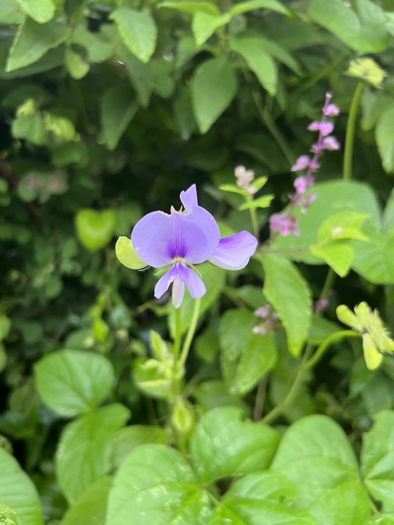 Vigna membranacea photo 2