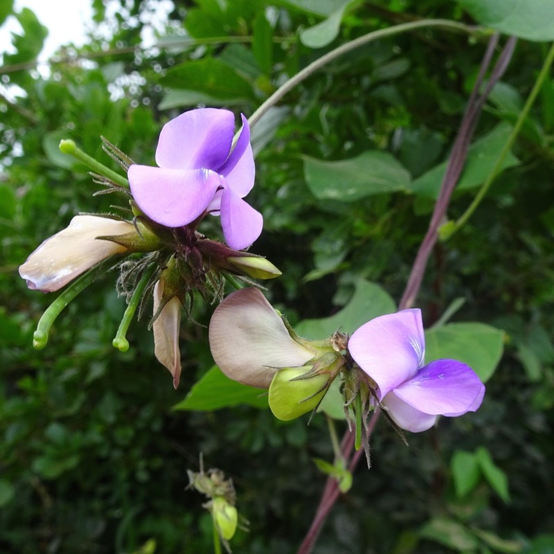 Vigna membranacea photo 3